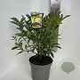 Rhododendron (AK) 'Anneke' 40-50 cm 5,0L