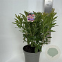 Rhododendron (AK) 'Berryrose' 40-50 cm 5,0L