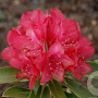 Rhododendron (Y) 'Bohl Roter Stern' 25-30 cm 5,0L