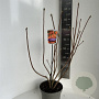Rhododendron (AK) 'Golden Eagle' 40-50 cm 5,0L
