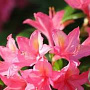 Rhododendron (AV) 'Jolie Madame' 40 cm 5,0L