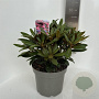Rhododendron (Y) 'Kalinka' 30-40 cm 5,0L