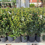 Viburnum tinus 70-90 cm 12L