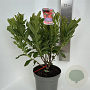 Rhododendron (AK) 'Satan' 40-50 cm 5,0L