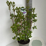 Rhododendron viscosum 40-50 cm 5,0L