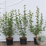 Ribes alpinum 60-80 cm 2,0L