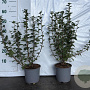 Ribes alpinum 'Schmidt' 40-60 cm 2,0L