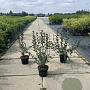 Ribes alpinum 'Schmidt' 40-60 cm 5,0L