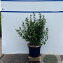 Ribes alpinum 'Schmidt' 60-80 cm 7,5L