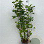Ribes sanguineum 80-100 cm 5,0L