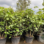 Ficus carica 150-200 cm container meerstammig solitair