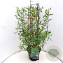 Salix babylonica 'Tortuosa' 80-100 cm 10L