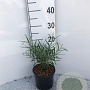 Salix elaeagnos 'Angustifolia' 30-40 cm 2,0L