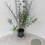 Salix elaeagnos 'Angustifolia' 40-60 cm 2,0L