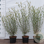 Salix purpurea 'Nana' 40-60 cm 2,0L