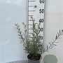 Salix purpurea 'Nana' 60-80 cm 2,0L