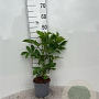 Sambucus nigra 40-60 cm 2,0L