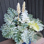 Acanthus 'Whitewater' GM P9