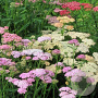 Achillea m. Summer Pastels Mix GM 2,0L