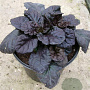 Ajuga reptans Black Scallop GM P9