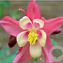 Aquilegia 'S. Magic Rose and White' GM P9