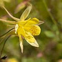 Aquilegia 'Spring Magic Yellow' GM P9