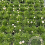 Armeria mar. 'Alba' GM 2,0L