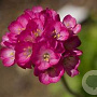 Armeria mar. 'Rubrifolia' GM P9