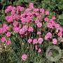 Armeria mar. 'Splendens Perfecta' GM P9