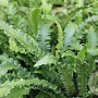 Asplenium scol. 'Angustatum' GM P9
