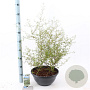 Sophora 'Little Baby' 40-50 cm 5,0L