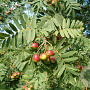 Sorbus domestica 6-8 HO draadkluit