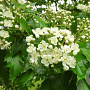 Sorbus torminalis 6-8 HO 15L