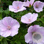 Geranium pr. 'Striatum' GM P9