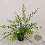 Spiraea cinerea 'Grefsheim' 100-125 cm 15L