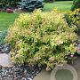 Spiraea jap. 'Goldmound' 20-25 cm C1.5