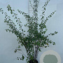 Spiraea vanhouttei 100-125 cm 5,0L