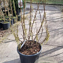 Stachyurus praecox 125-150 cm cont. 55L najaarspotting