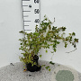 Stephanandra incisa 'Crispa' 30-40 cm 2,0L