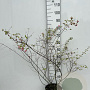Symphoricarpos d. 'Mother of Pearl' 80-100 cm 5,0L