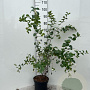 Symphoricarpos d. 'White Hedge' 80-100 cm 5,0L
