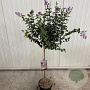 Syringa Bloomerang Dark Purple 90 cm stam 7,5L