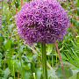 Allium 'Globemaster' GM  P11