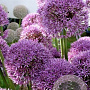 Allium 'Pinball Wizard' GM  P11