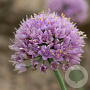 Allium senescens 'Blue Eddy' GM P9