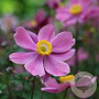 Anemone hyb. 'Serenade' GM 2,0L
