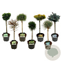 Mixlaag veredelde coniferen exclusief 40 cm stam 5,0L