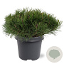 Pinus mugo subsp. mugo 30-40 cm 5,0L