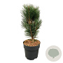 Pinus nigra 'Loïs' 30-40 cm 4,5L