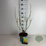 Forsythia int. 'Spectabilis' 50-60 cm 35L